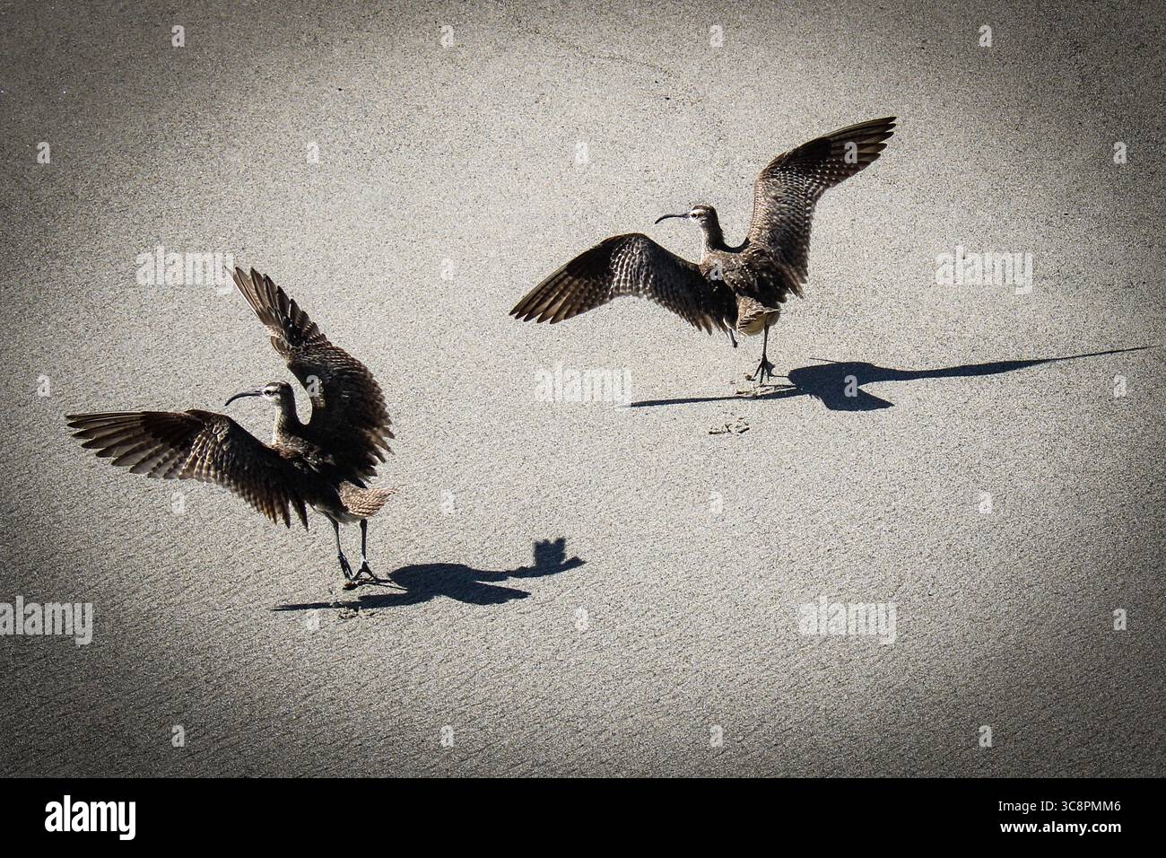 Dancing in the sand hi-res stock photography and images - Alamy