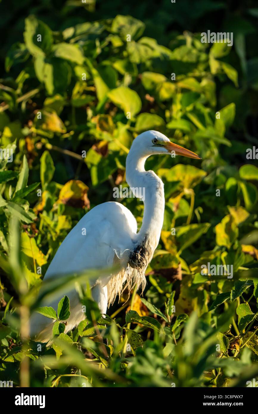 Great white heron (Ardea alba) of Brazil's Pantanal Stock Photo