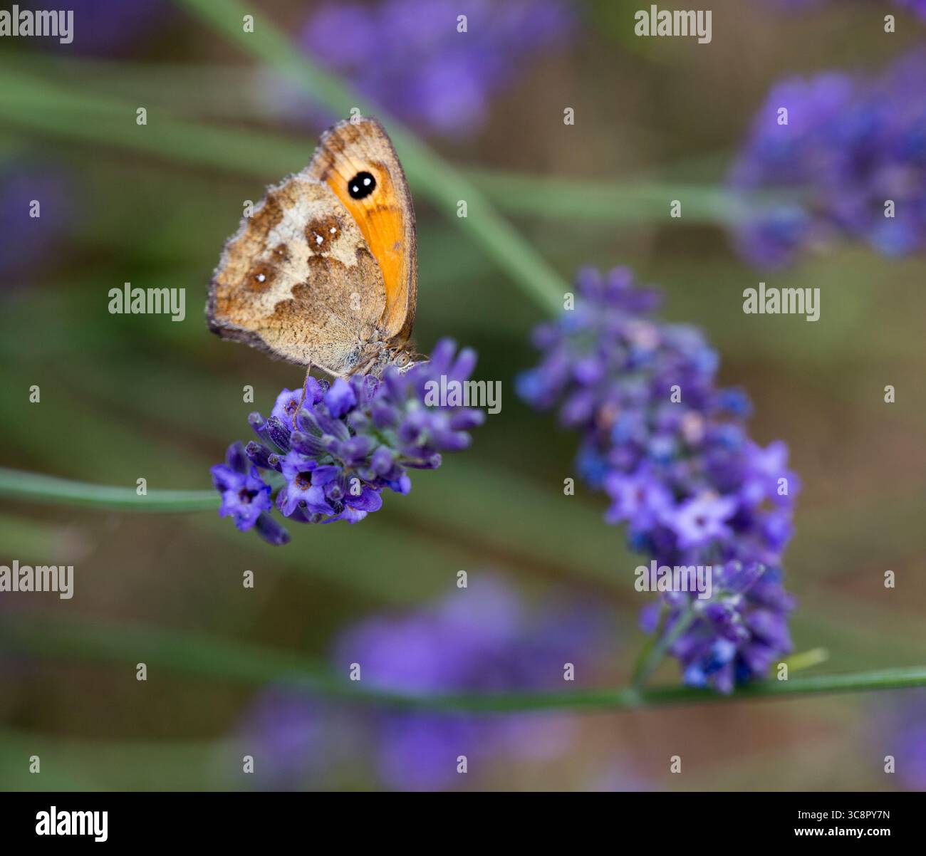 Gatekeeper Butterfly on Lavender Stock Photo