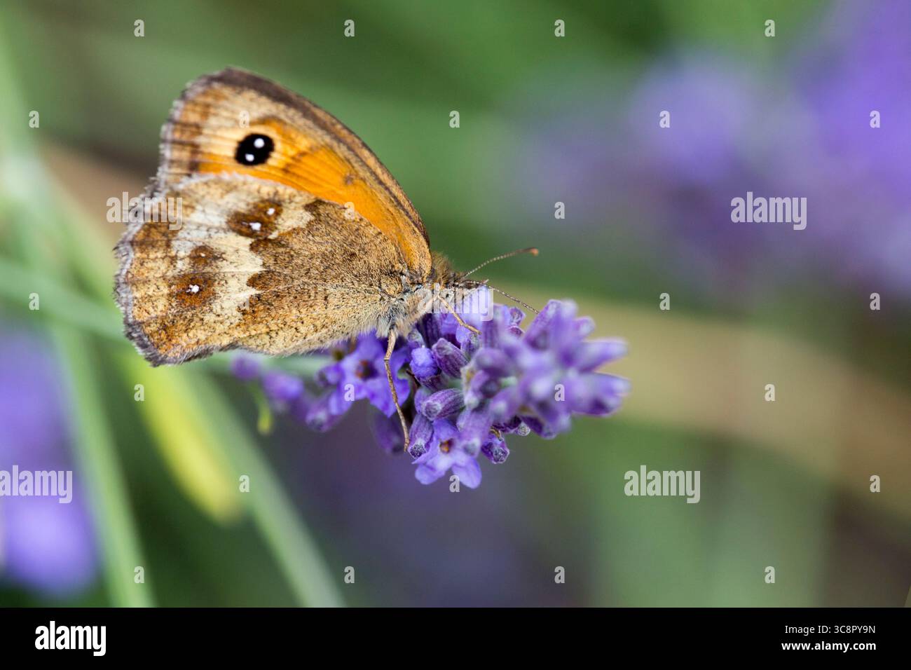 Gatekeeper Butterfly on Lavender Stock Photo