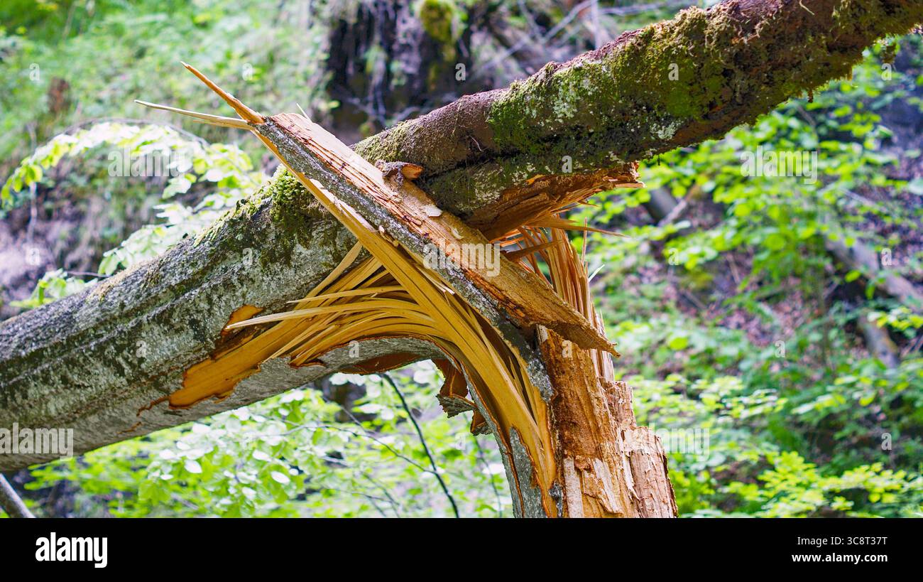 Close-up of a broken tree branch showing storm damage at the bend. Stock Photo