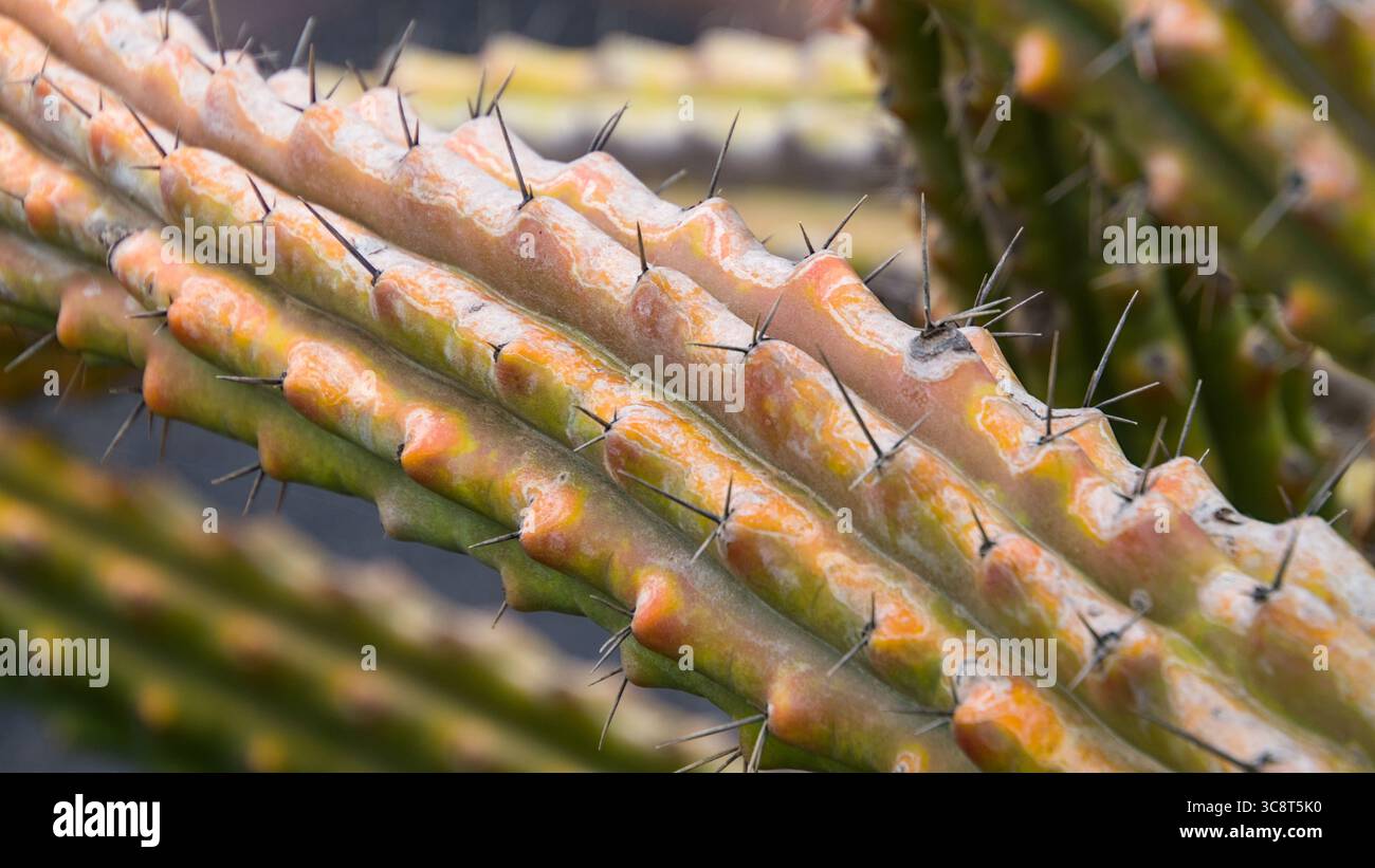 Close-up of a twisted cactus stem with vivid yellow and green colors and prominent sharp spines, showing unique texture and growth pattern Stock Photo