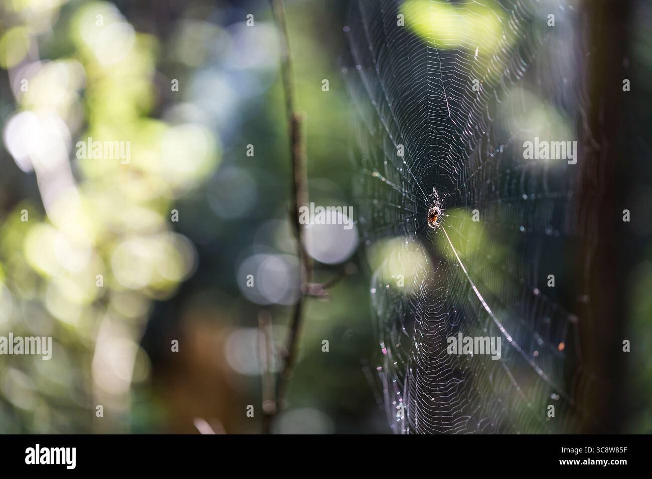 Spiderweb in forest with nice blurry background and natural light. Stock Photo