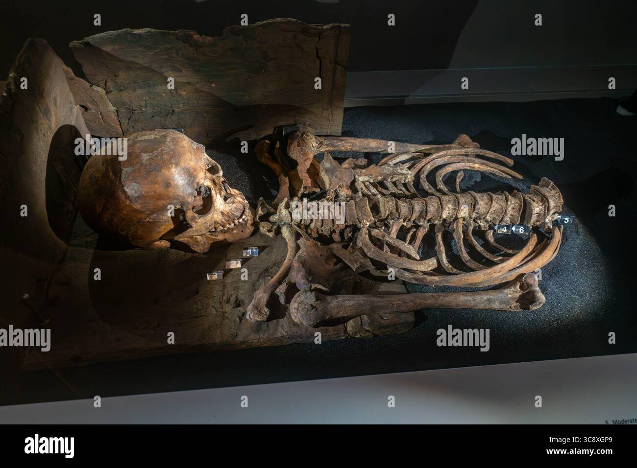 Human bones from the Viking era on display in The Jorvik Viking Centre in York, UK Stock Photo