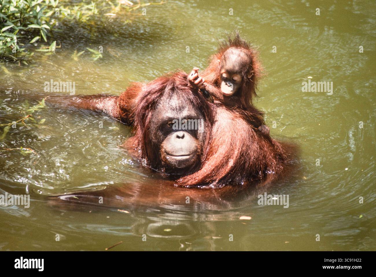 December 29, 2020, Singapore, Singapore: A baby Bornean Orangutan ...