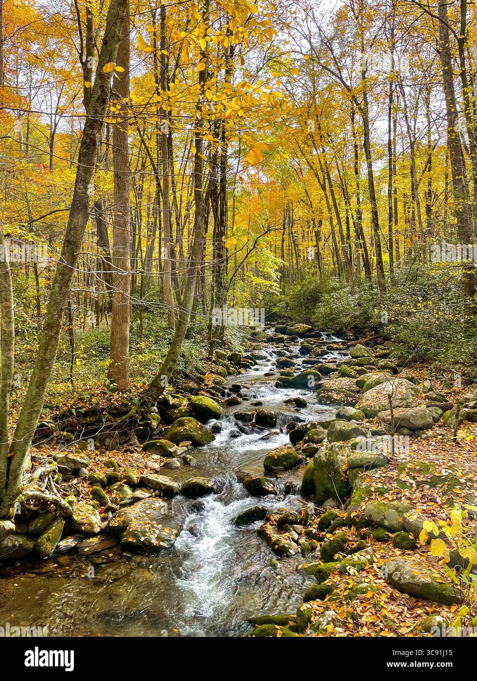 Stream flowing over rocks surrounded by vibrant yellow and orange leaves in the Smoky Mountains - Smartphone Captured Stock Image