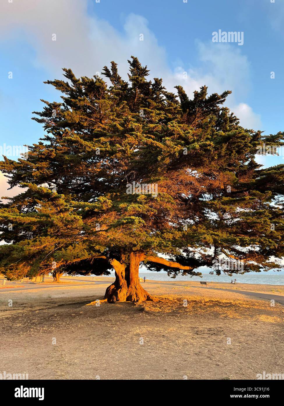 Large tree glowing during golden hour with barren ground underneath - Smartphone Captured Stock Image