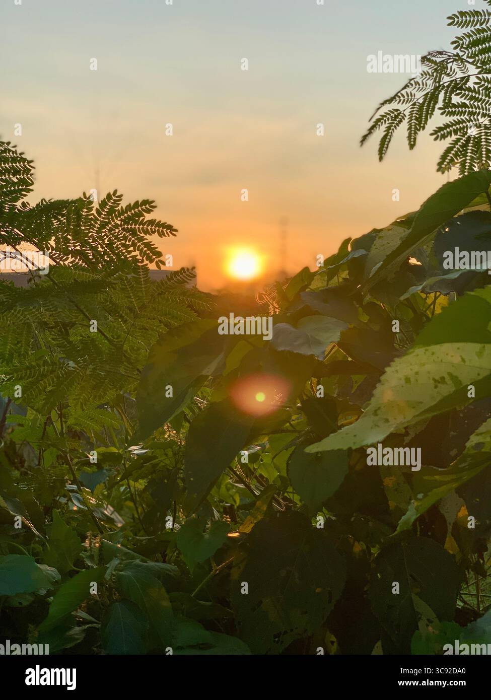 Sunset framed by dense foliage; backlit leaves and warm sky with lens flare create a tranquil dusk scene — domestic nature moment at day’s end. - Smartphone Captured Stock Image