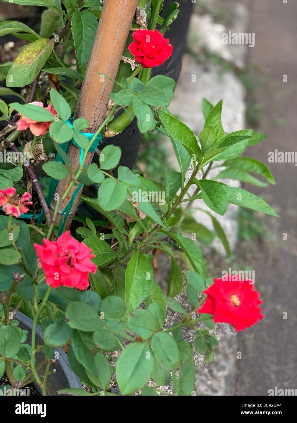 Red Flowers Growing in a Garden Pot. - Smartphone Captured Stock Image