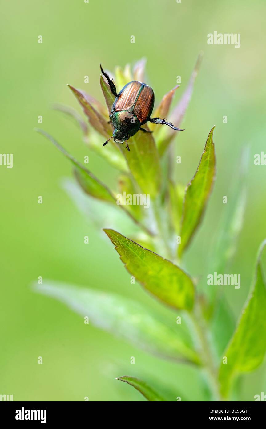 Japanese Beetle (Popillia japonica Stock Photo - Alamy