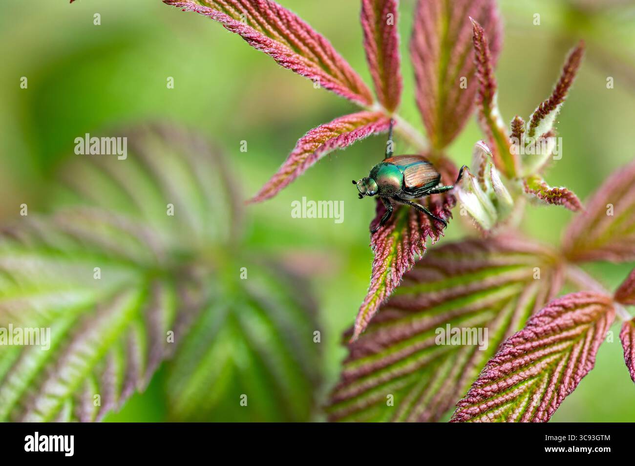 Invasive japonica popillia hi-res stock photography and images - Alamy