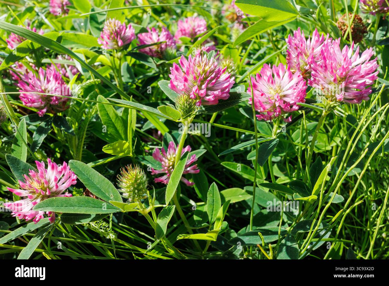 Red clover flowers growing in a field, important for pollinators and used as forage and green manure in sustainable agriculture. Stock Photo