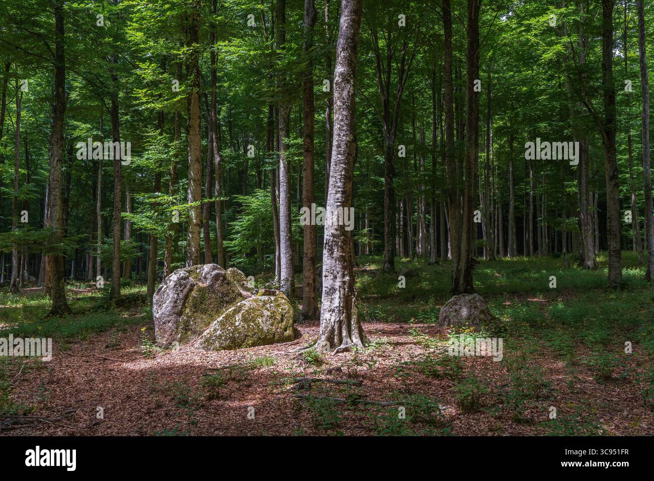 Rays of light in the beech forest in Monte Amiata, Tuscany Stock Photo