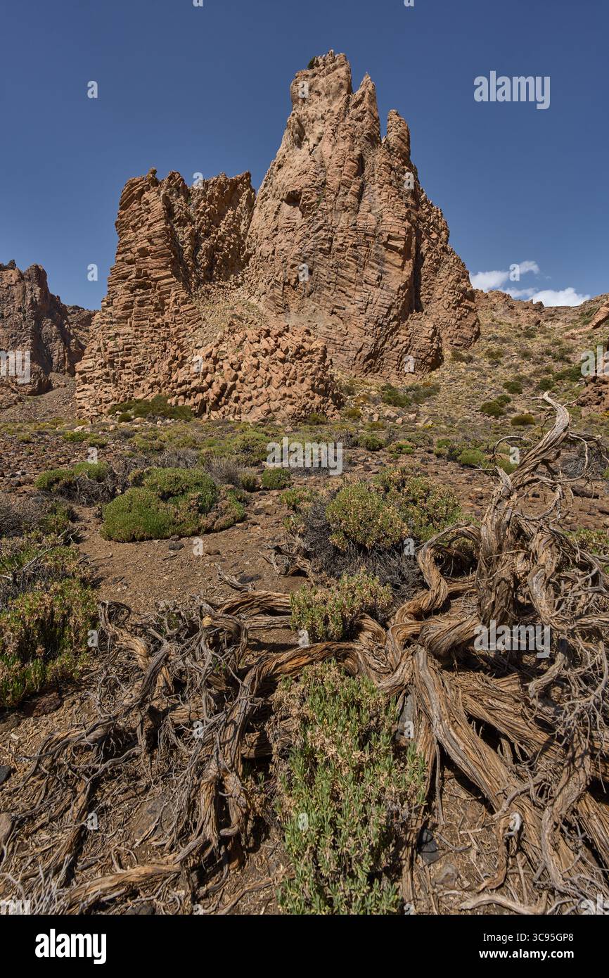 Sparse Roots Rocky volcanic tower of Roques de García with tangled dry roots and ...