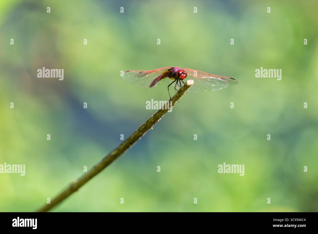 Trithemis annulata, commonly known as the violet dropwing, violet-marked darter, purple-blushed darter, or plum-coloured dropwing on the tip of a stic Stock Photo