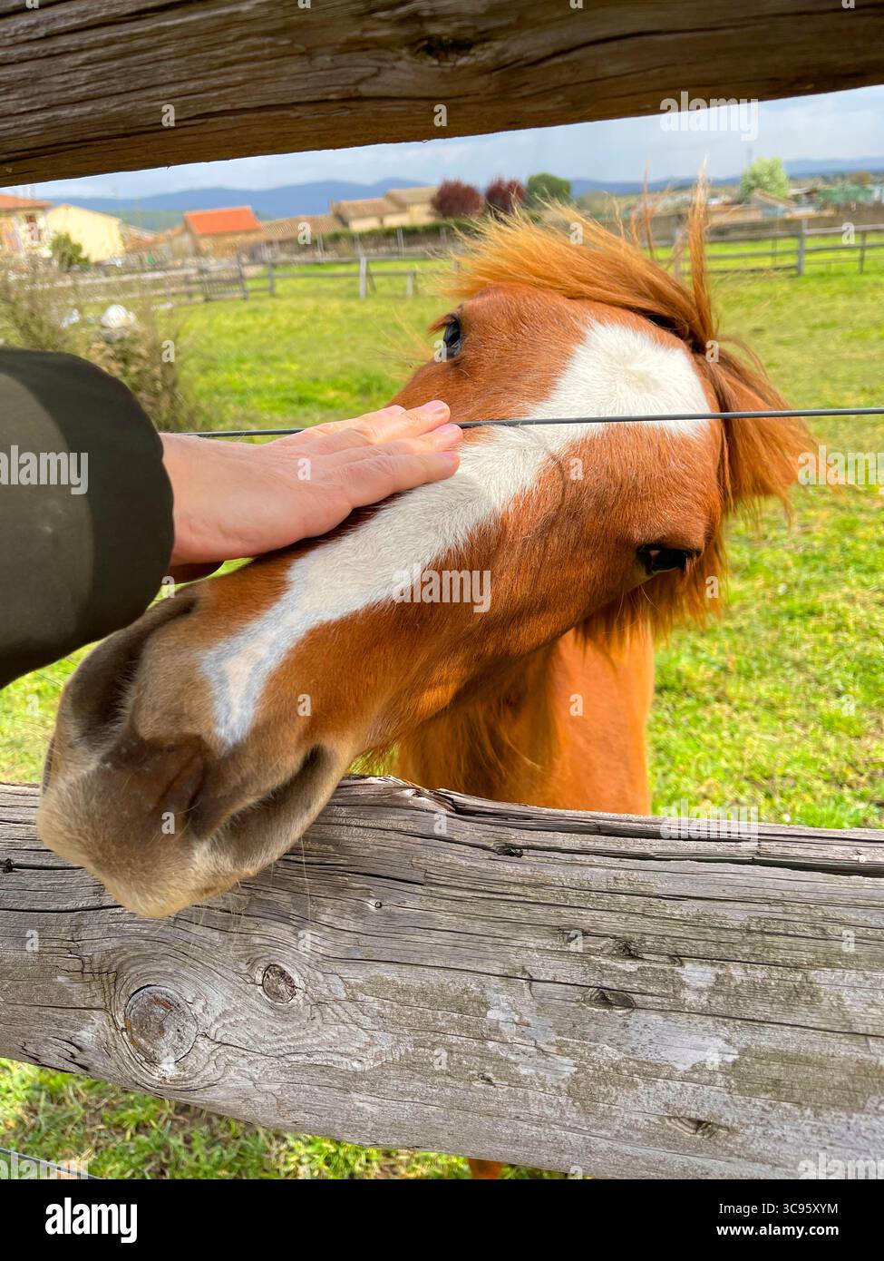Hand stroking a young horse. - Smartphone Captured Stock Image