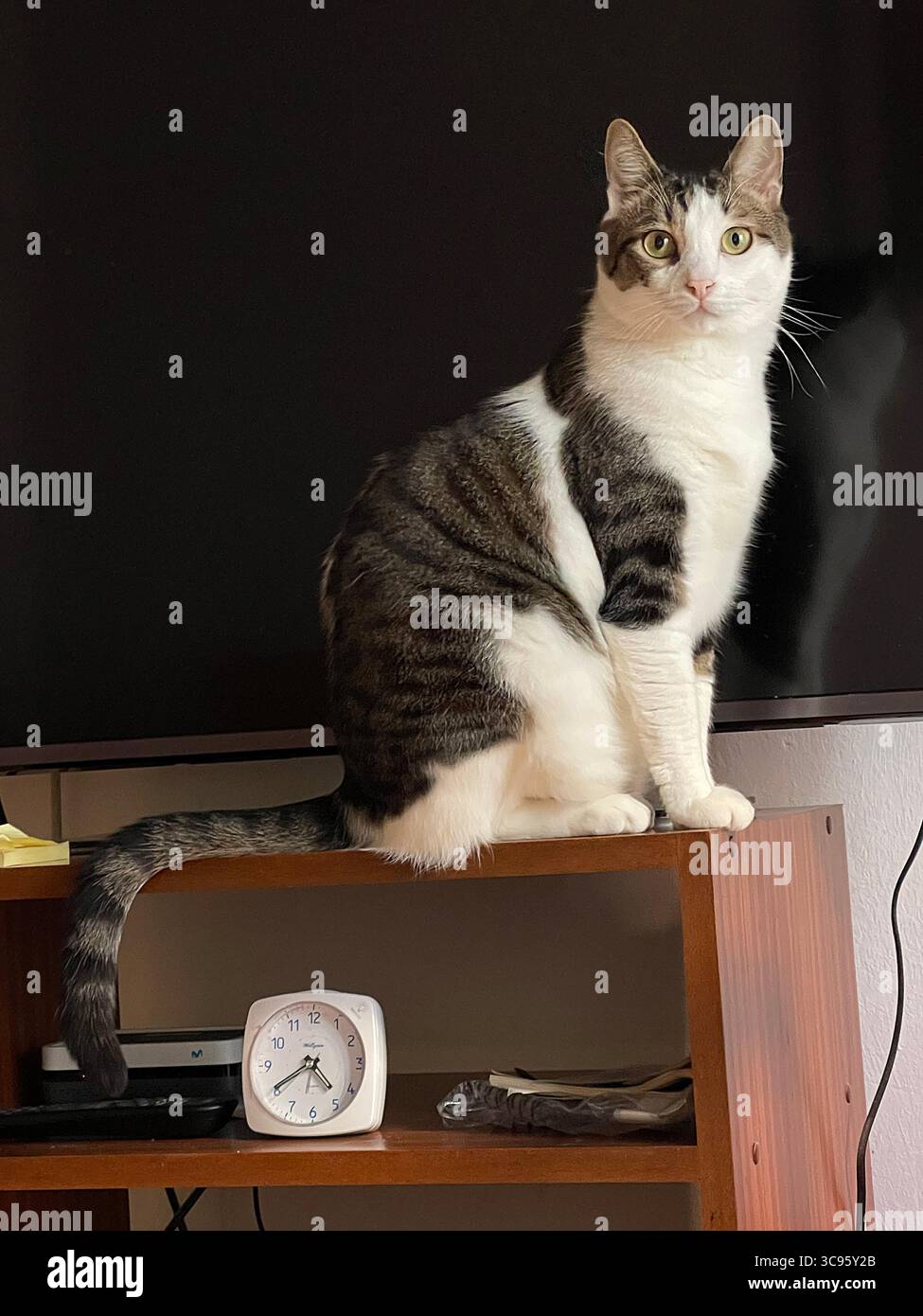Tabby and white cat sitting on a furniture. - Smartphone Captured Stock Image