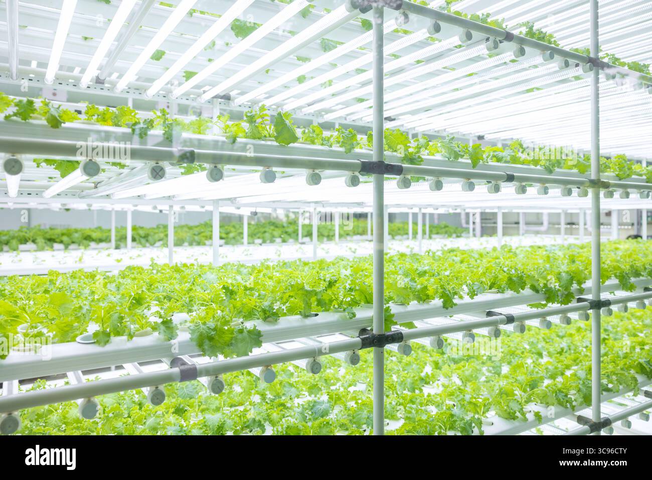 Indoor vegetable farm, Organic green oak salad plant planting at room with lighting ecosystem control Stock Photo