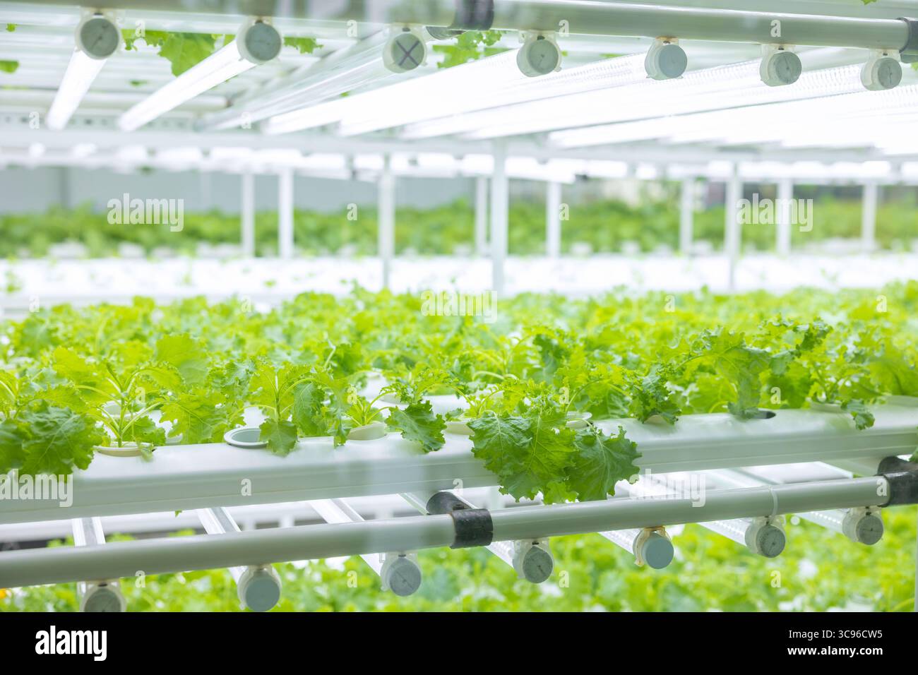 Indoor vegetable farm, Organic green oak salad plant planting at room with lighting ecosystem control Stock Photo