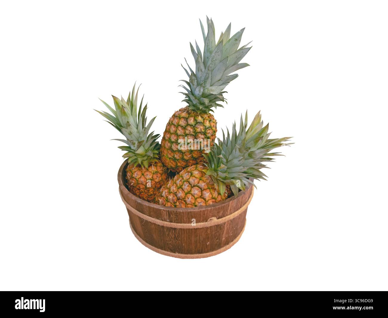 Three fresh pineapples in a rustic wooden barrel with jute bands, isolated on white background. Tropical fruit concept, perfect for pina colada prepar Stock Photo