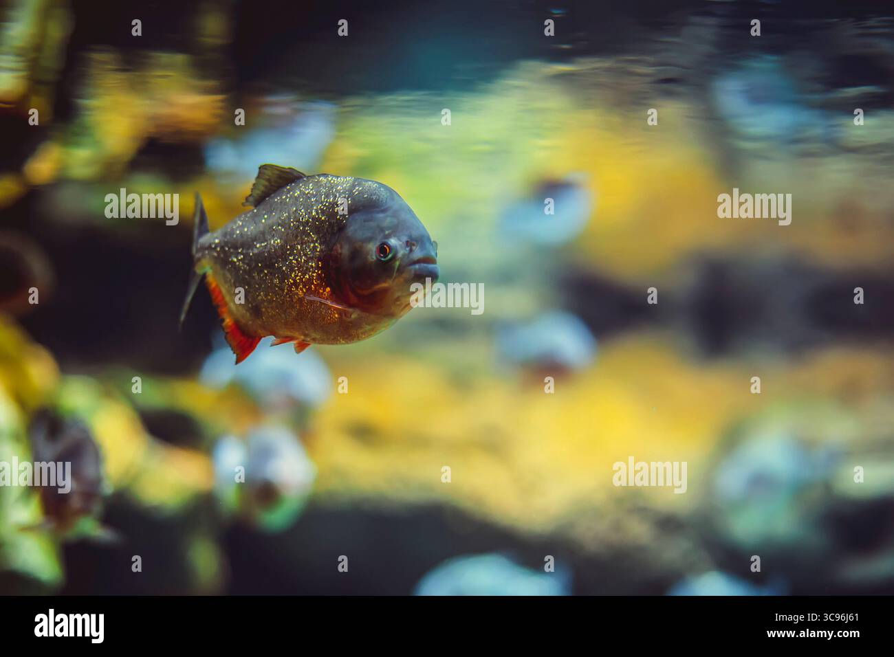 Piranha fish in the water in aquarium Stock Photo