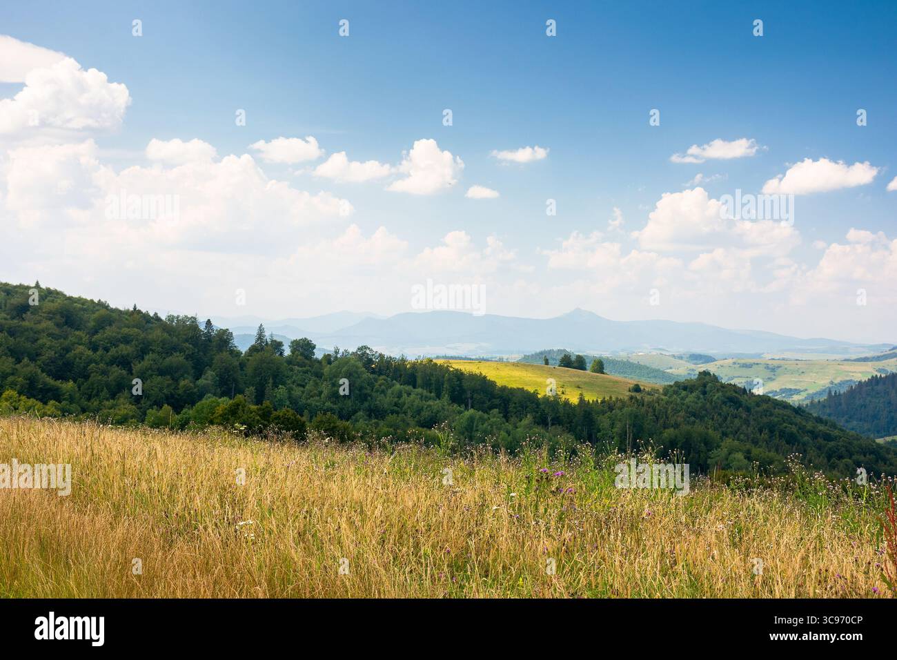 mountainous carpathian countryside landscape. grassy alpine meadow under a blue sky with fluffy clouds. green environment. forest on a hill. summer va Stock Photo