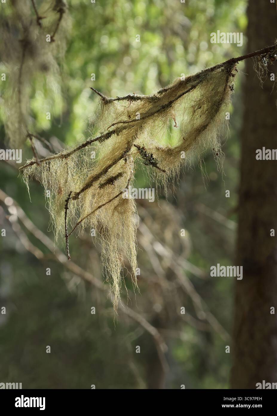Backlight coming through beard lichen alias beard moss or old man's beard on old tree branch Stock Photo