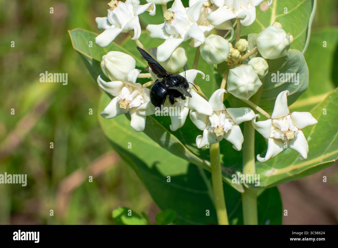 Calotropis gigantea plants with flowers Stock Photo - Alamy