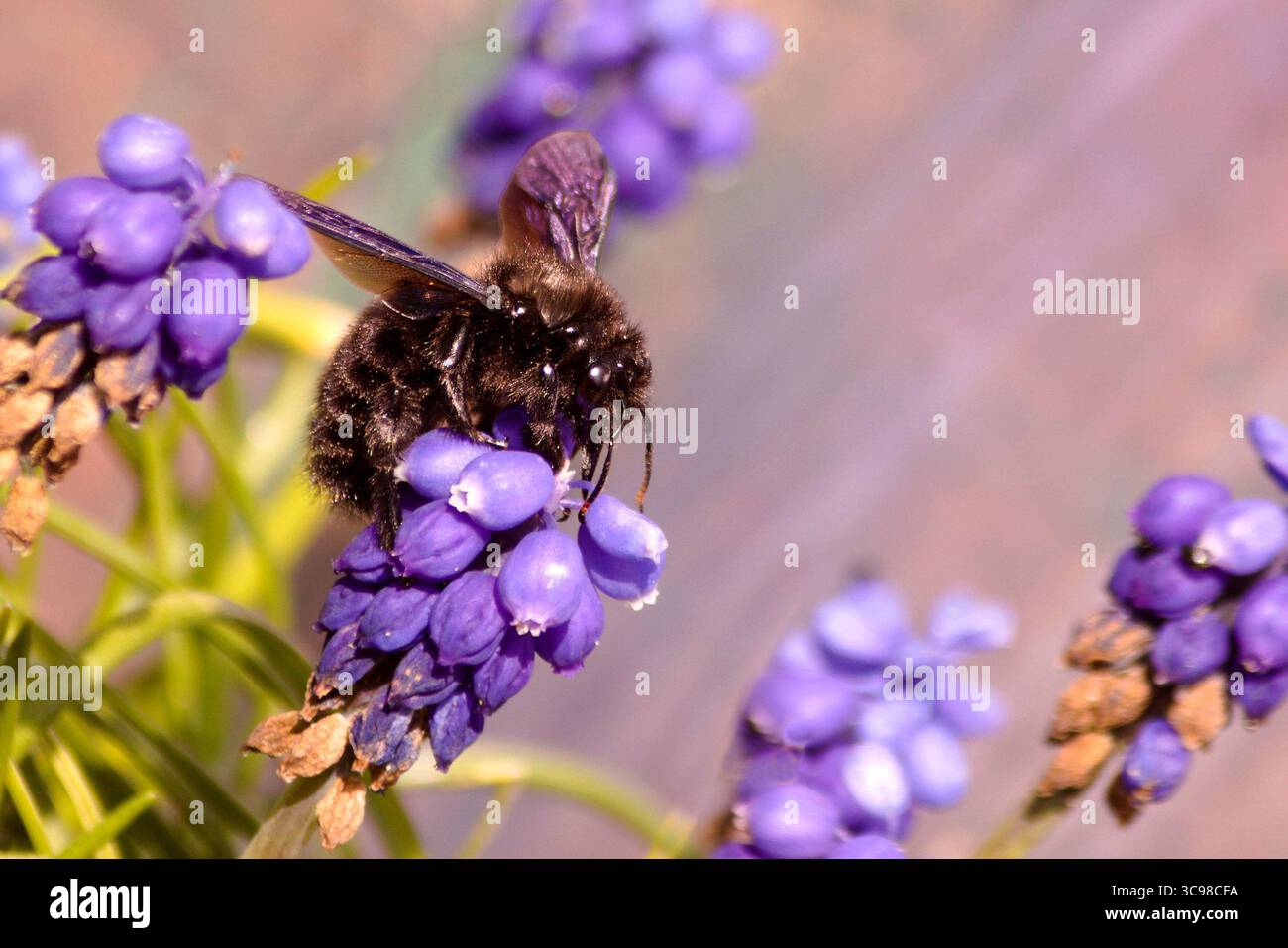 les-xylocopes-ou-abeilles-charpenti-res-forment-un-genre-d-insectes
