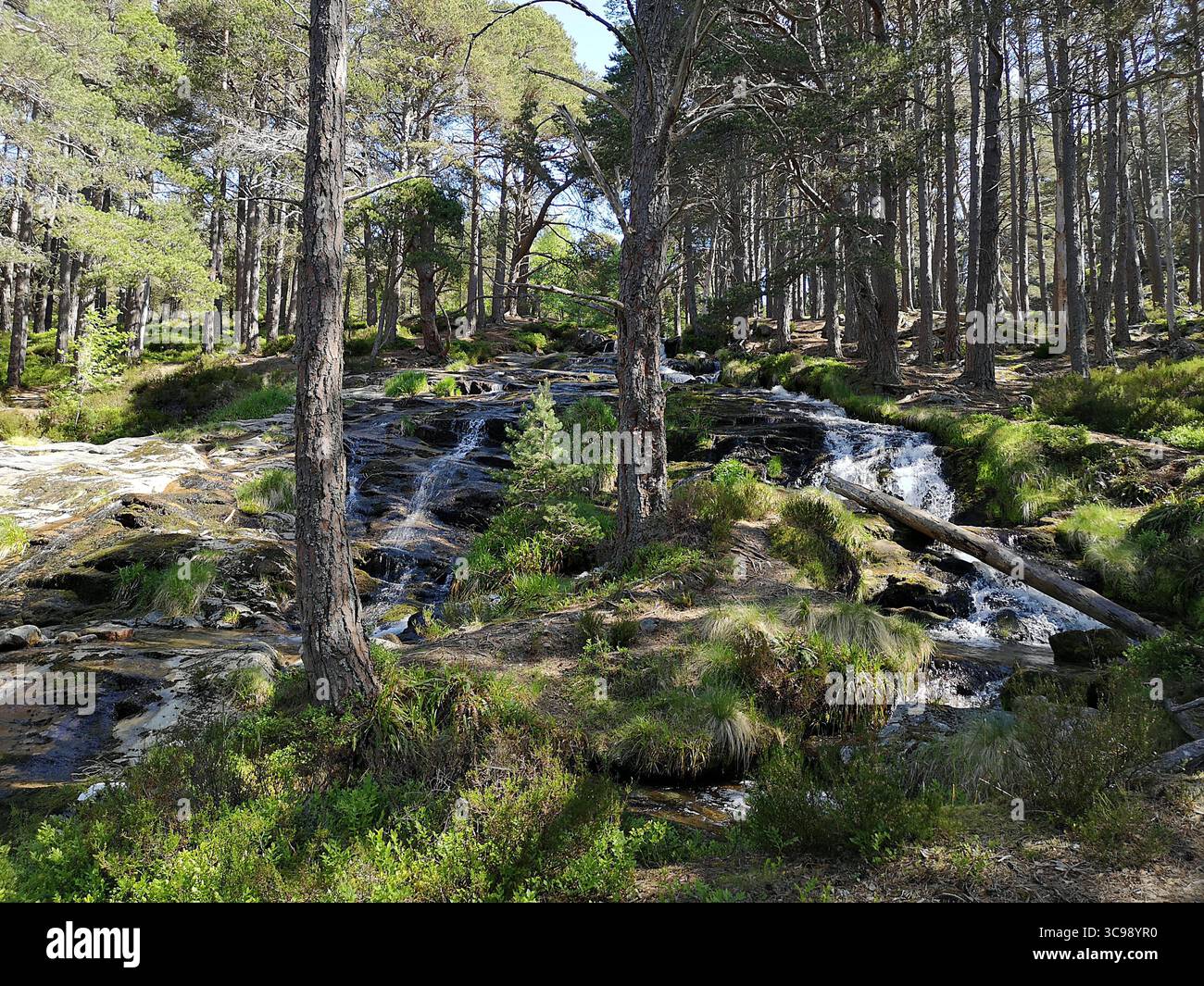 Beautiful scenic waterfalls tumbling down through Caledonian forest of Scots Pines on the Achlean Gorge Walk in Glen Feshie, Cairngorms National Park. - Smartphone Captured Stock Image