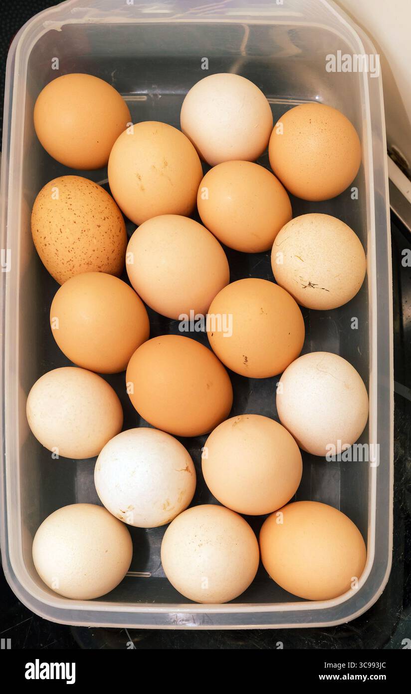 Organic raw chicken eggs in plastic box Stock Photo
