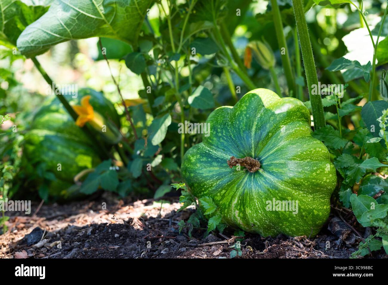 Green pumpkin growing on the ground in a cultivated field, representing ...