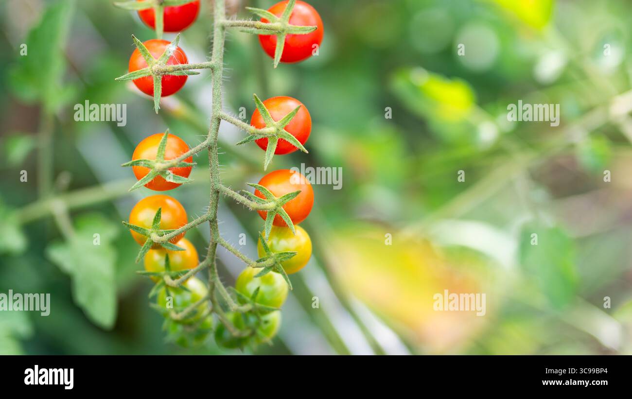 Cherry tomato plants with fruits at various stages of ripeness, ranging ...