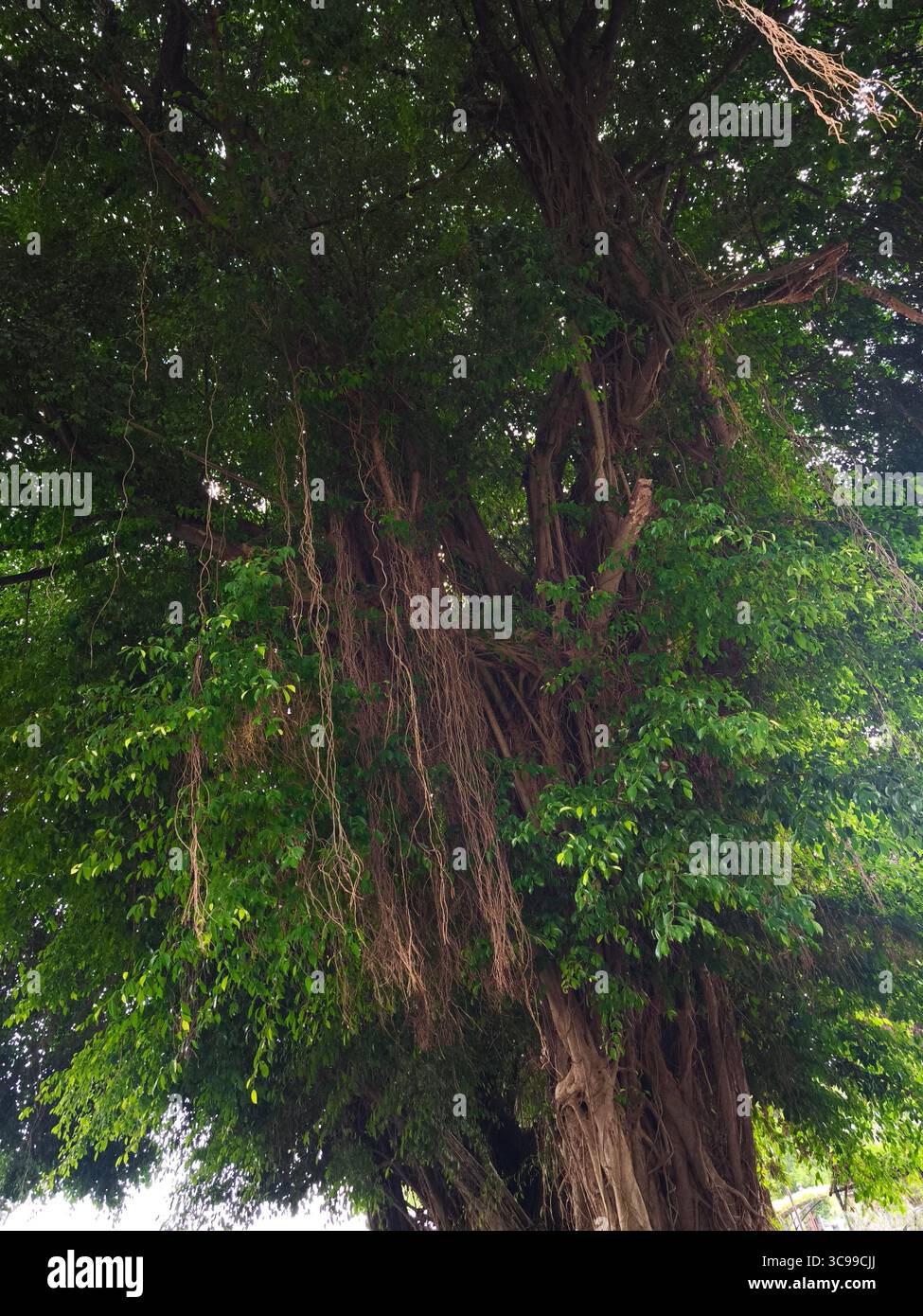 Tree Tendrils Strands of banyan tree tendrils hanging down among the foliage Stock ...