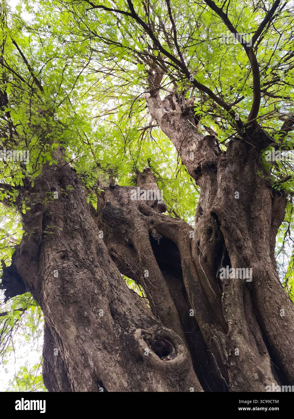 A large, sturdy, textured old tree trunk seen from below Stock Photo