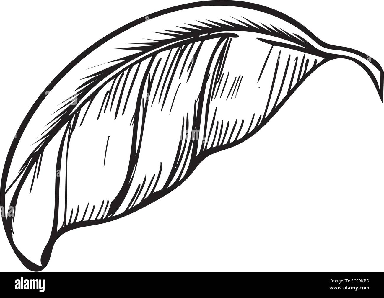 Basil Leaf hand drawn illustration. Vector sketch of Culinary Herbs ...