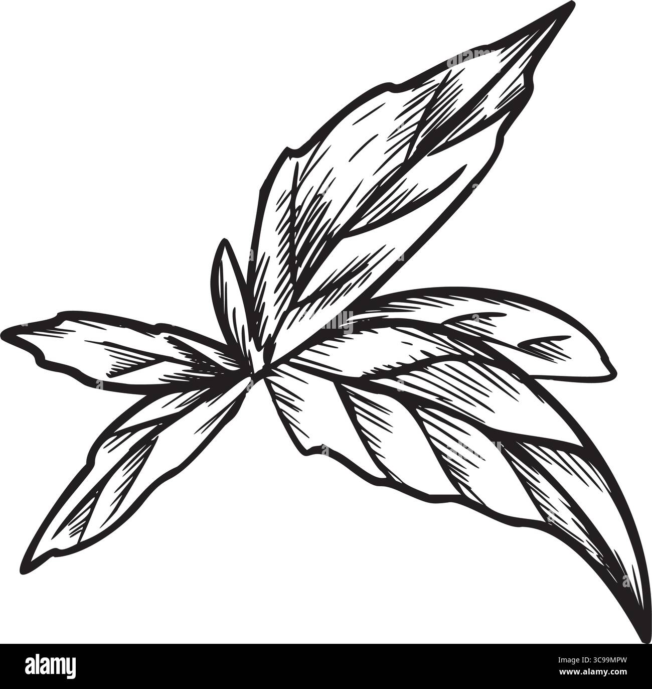 Marjoram, Oregano or Melissa Leaves graphic illustration in vintage botanical style. Hand drawn black and white sketch of aromatic culinary and Stock Vector