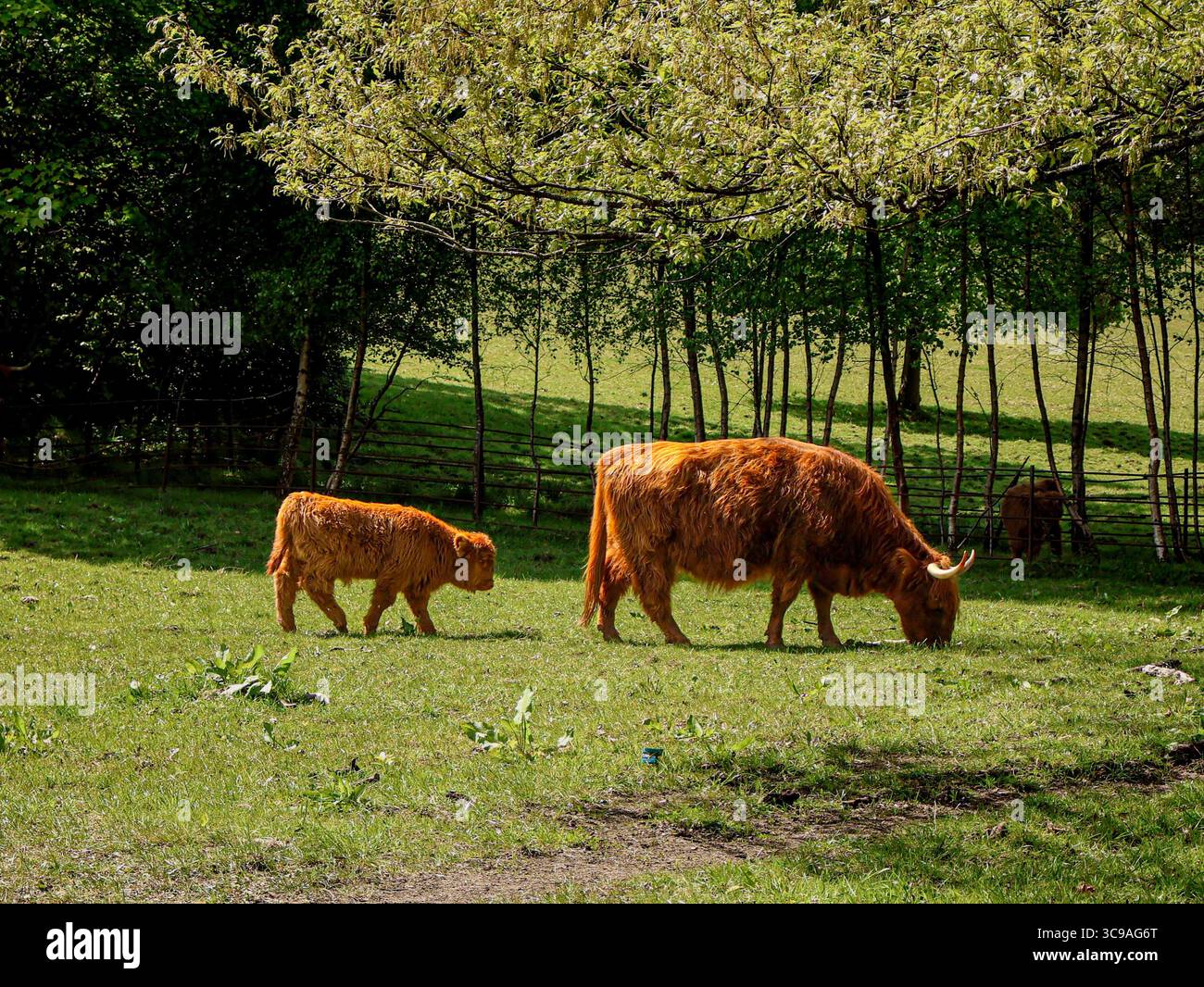 Highland cow in meadows. Scottish iconic fluffy animal Stock Photo - Alamy