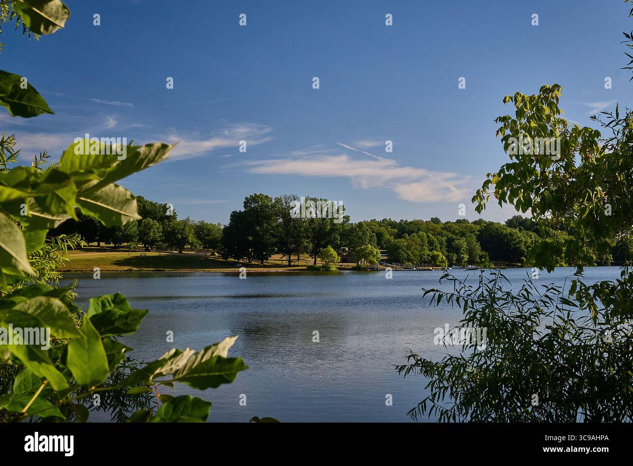 Green trees on lake in summer Stock Photo - Alamy
