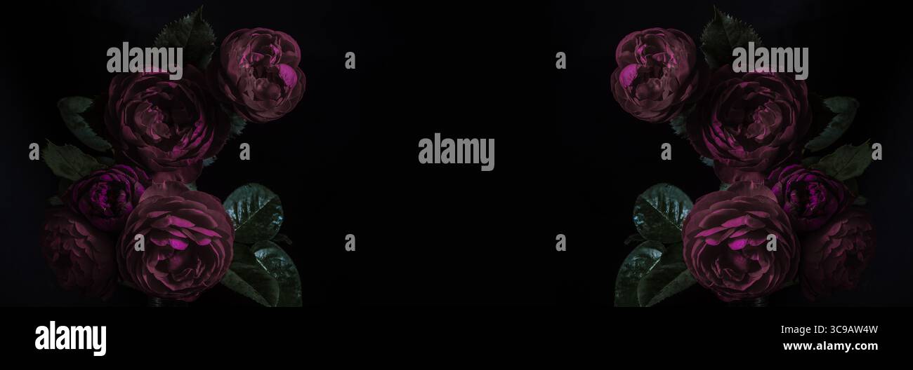 Low key roses hi-res stock photography and images - Alamy