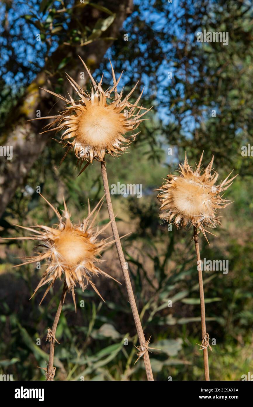 Disteln am Feldrand in Campos an der Ostküste Mallorcas. Stock Photo