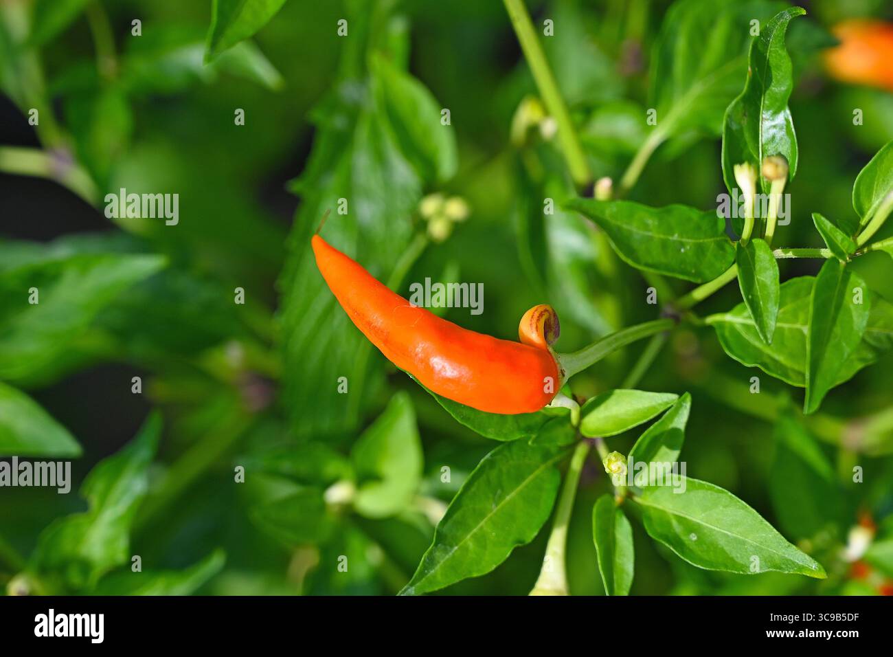 red chilli pepper on plant Stock Photo