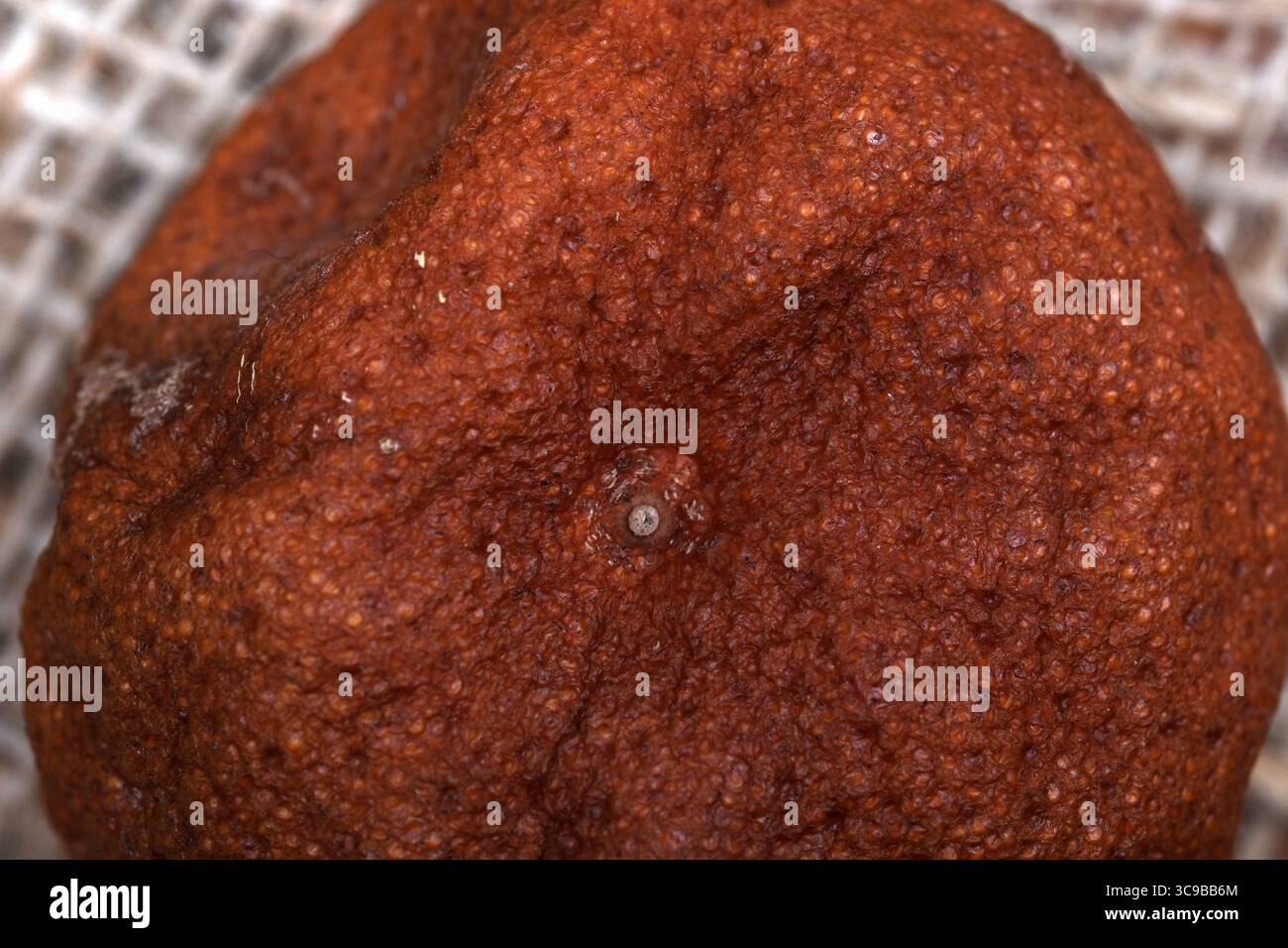 Close-up view of a unique red rock displaying intricate surface details and shadows. Stock Photo