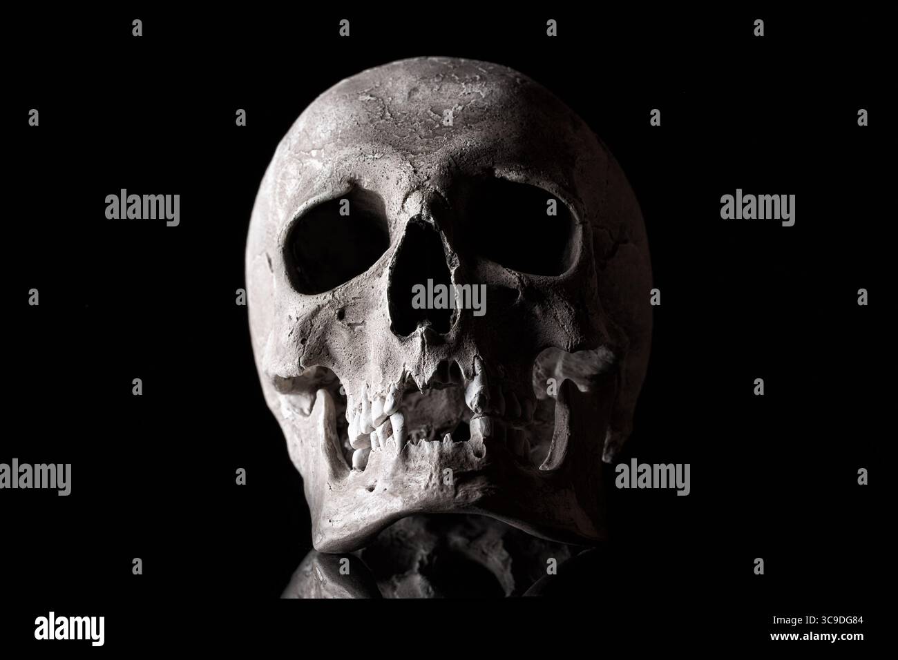 Human skull on a black background with reflection. Stock Photo