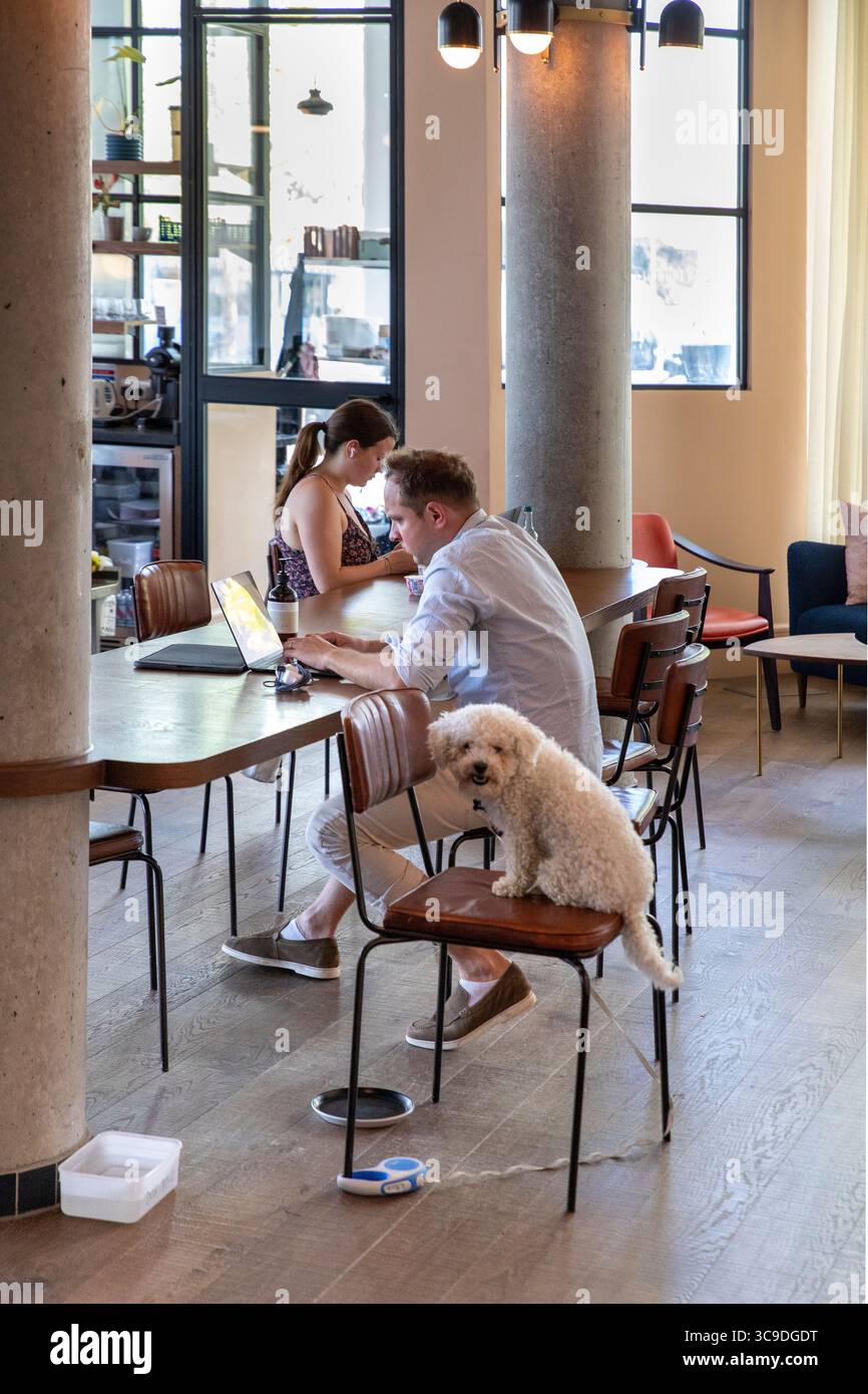 pet dog in internet cafe Stock Photo