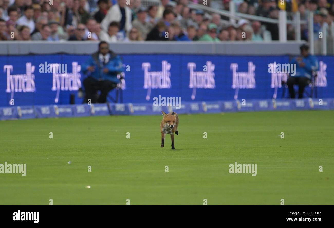 London, England. 5 August, 2025. A fox runs loose on the outfield at ...