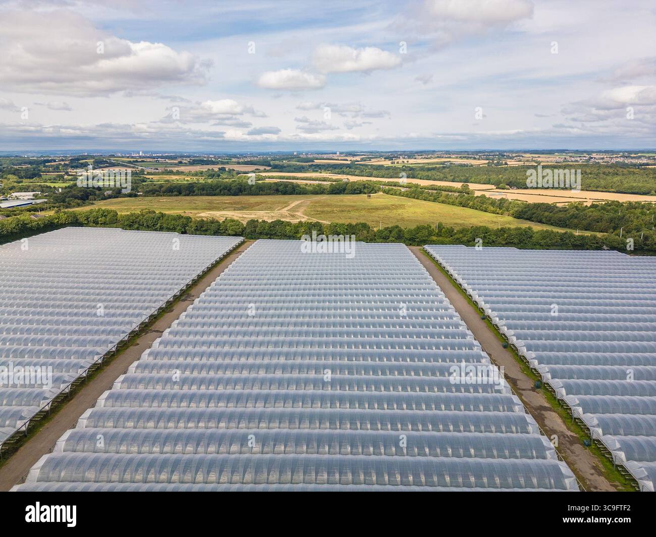Aerial view of large-scale strawberry farm polytunnels in the rural ...