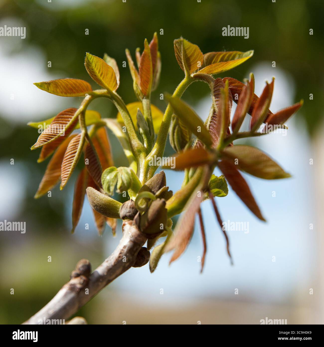 Green tree leaves hi-res stock photography and images - Alamy