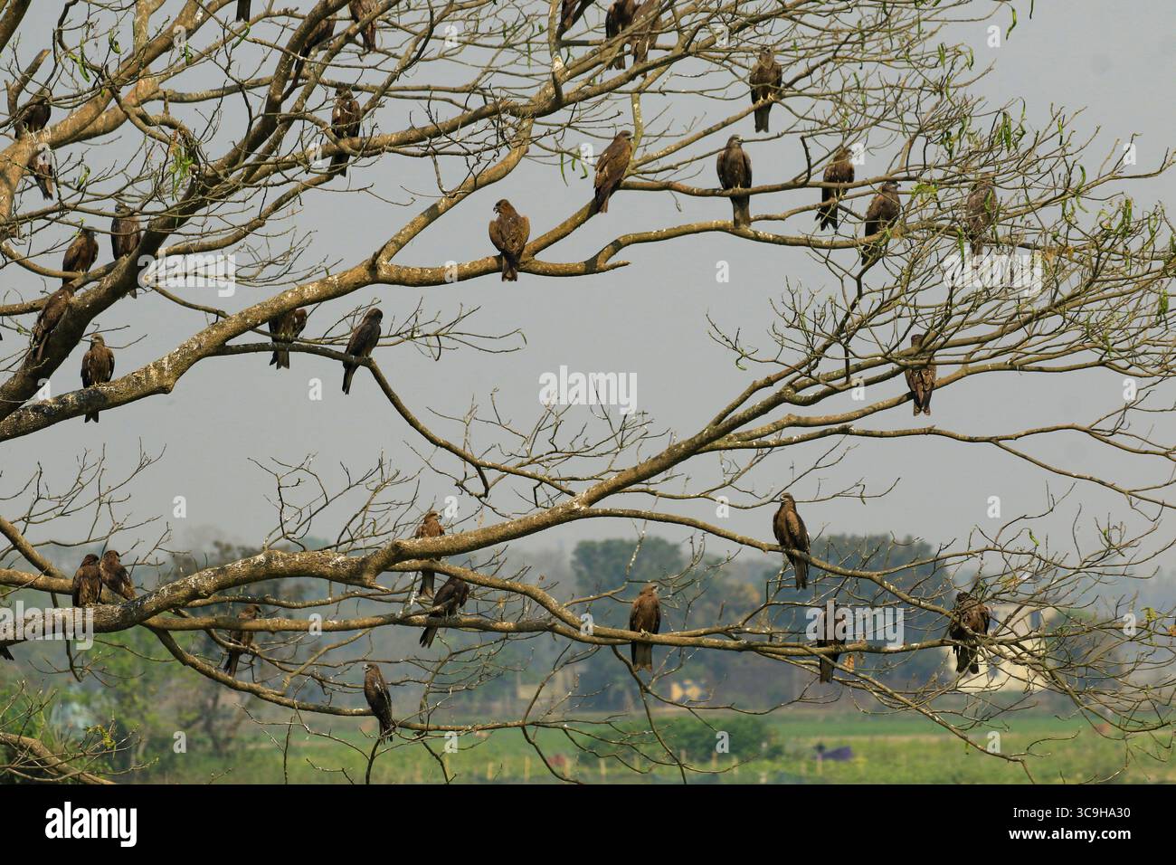 Extinthawk hi-res stock photography and images - Alamy