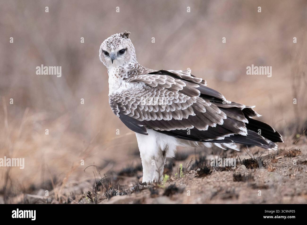 Perched immature martial eagle The martial eagle (Polemaetus Perched immature martial eagle The martial eagle (Polemaetus